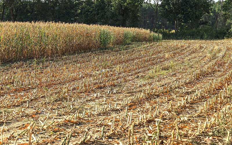 Feld mit Maisstoppeln
